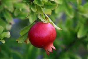 Pomegranates on a tree in a city park. photo