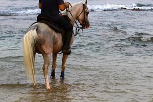 caballos domésticos en un establo en israel. foto