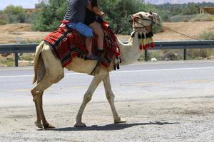 A humped camel lives in a zoo in Israel. photo