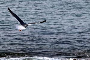 Birds in the sky over the Mediterranean Sea. photo