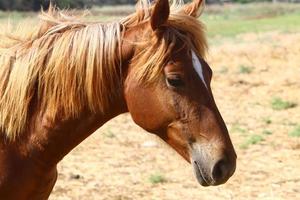 Domestic horses at a stable in Israel. photo