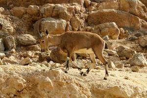 Goats live in a nature reserve in the Negev desert. photo