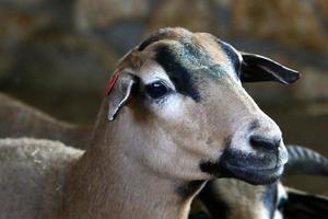 Goats live in a nature reserve in the Negev desert. photo