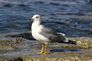 A seagull sits on the shore of the Mediterranean Sea. photo