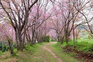 pink sakura blossoms on dirt road in thailand photo