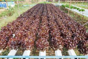 Organic hydroponic vegetable garden photo