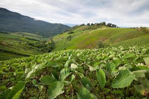 Taro field in mountains,Phechaboon Thailand photo