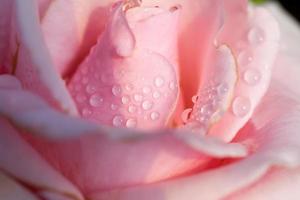 close up of pink rose photo