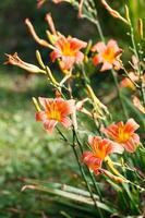 Orange-yellow lily flower,Close-up photo