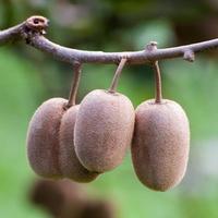 Cluster of ripe kiwi fruit on the branch photo