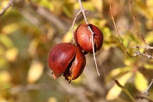 Pomegranates on a tree in a city park. photo