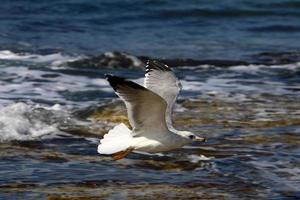 A seagull sits on the shore of the Mediterranean Sea. photo