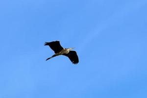 Birds in the sky over the Mediterranean Sea. photo