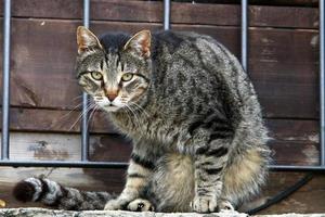 el gato doméstico es un mamífero de la familia de los felinos del orden carnivora. foto