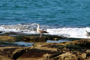 A seagull sits on the shore of the Mediterranean Sea. photo