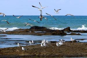 Birds in the sky over the Mediterranean Sea. photo