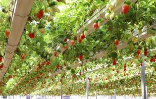 las fresas crecen en un kibbutz en israel. foto