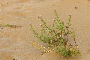 las plantas verdes y las flores crecen en la arena del desierto. foto
