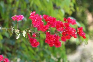 Summer flowers in a city park in northern Israel. photo