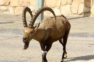 las cabras viven en una reserva natural en el desierto de negev. foto