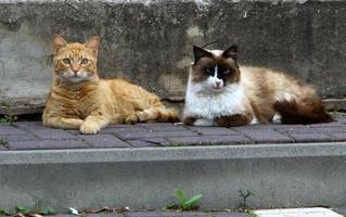 The domestic cat is a mammal of the cat family of the carnivora order. photo