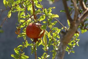 Pomegranates on a tree in a city park. photo