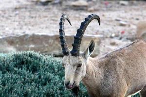 Goats live in a nature reserve in the Negev desert. photo