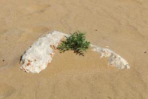 Green plants and flowers grow on the sand in the desert. photo