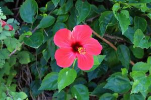 Summer flowers in a city park in northern Israel. photo