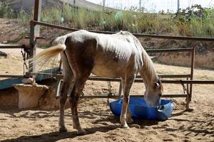 Domestic horses at a stable in Israel. photo