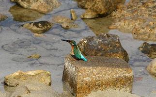 The kingfisher sits on the rocks on the seashore. photo