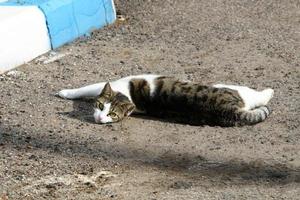 el gato doméstico es un mamífero de la familia de los felinos del orden carnivora. foto