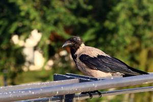 A gray crow sits in a city park in Israel. photo