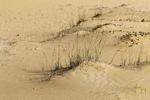 Green plants and flowers grow on the sand in the desert. photo