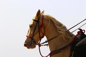 Domestic horses at a stable in Israel. photo