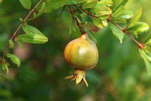 Pomegranates on a tree in a city park. photo