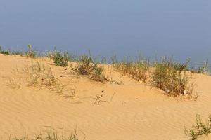 Green plants and flowers grow on the sand in the desert. photo