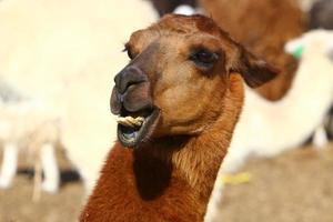 Alpacas on a farm in the Negev desert. photo