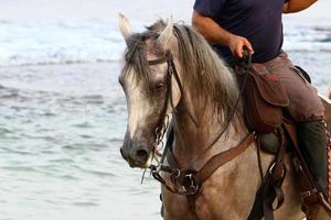 Domestic horses at a stable in Israel. photo