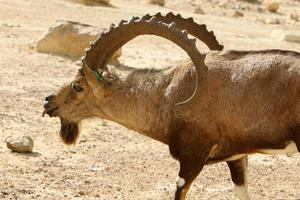 Goats live in a nature reserve in the Negev desert. photo