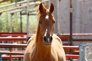 Domestic horses at a stable in Israel. photo