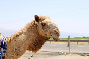 un camello jorobado vive en un zoológico en israel. foto