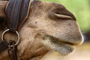 un camello jorobado vive en un zoológico en israel. foto