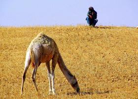 A humped camel lives in a zoo in Israel. photo