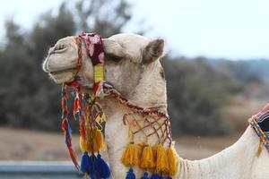 A humped camel lives in a zoo in Israel. photo