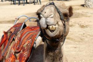 A humped camel lives in a zoo in Israel. photo