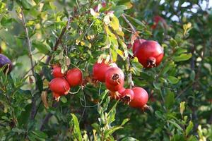 Pomegranates on a tree in a city park. photo