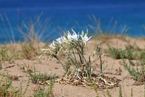 Green plants and flowers grow on the sand in the desert. photo