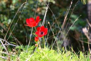 Summer flowers in a city park in northern Israel. photo