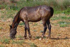 Domestic horses at a stable in Israel. photo